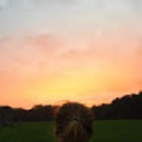 Meet your Posher, Bridget - Picture 1 of 1